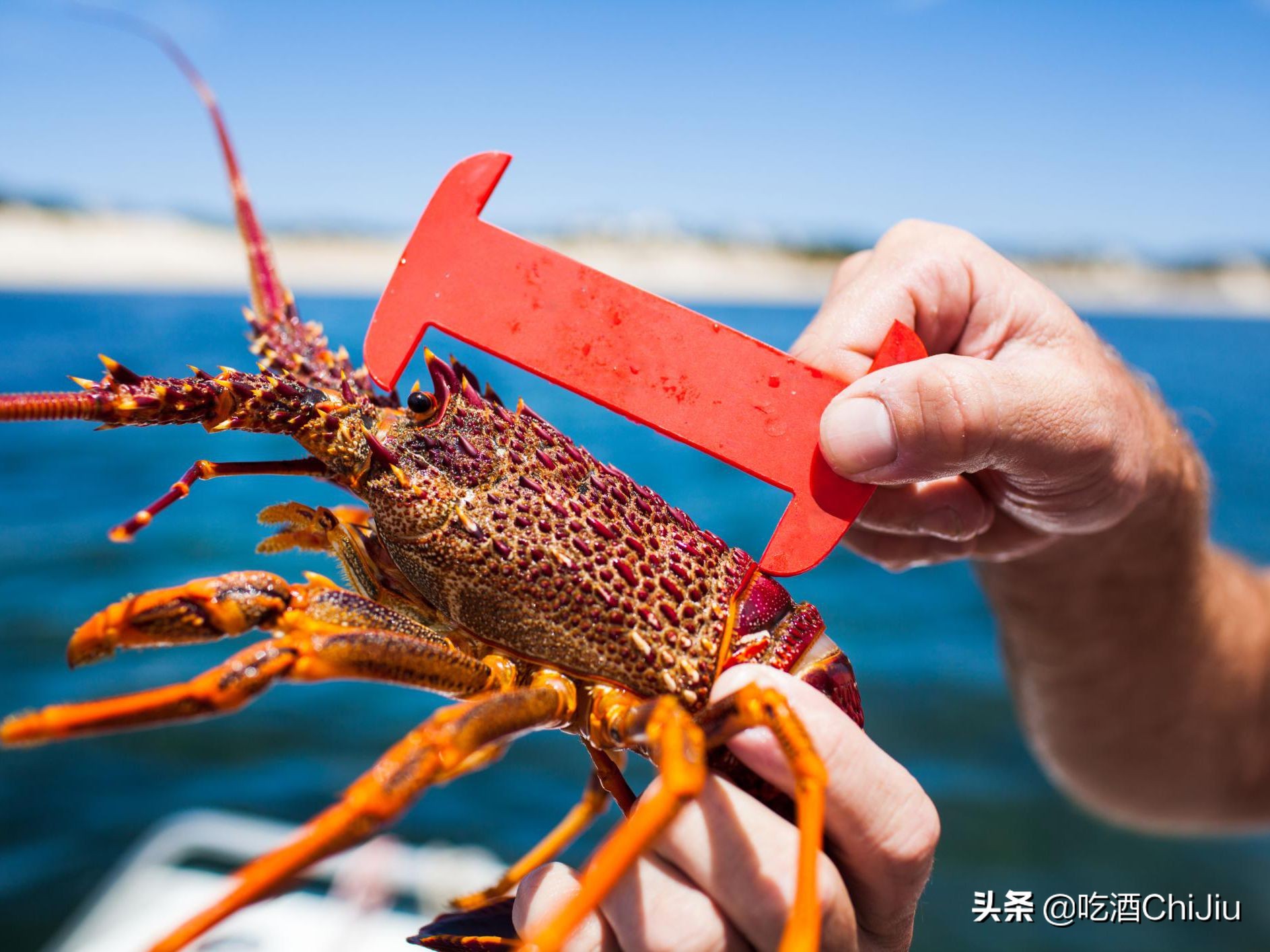 澳洲龙虾，为什么价格比波士顿龙虾贵？