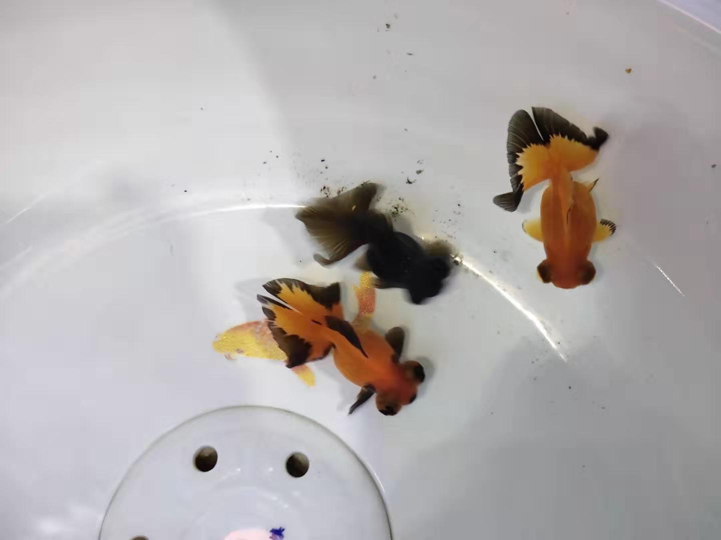 在陶瓷鱼缸里饲养金鱼，不注意两个问题，可能根本养不活