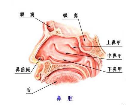 什么是鼻炎？怎么治疗？