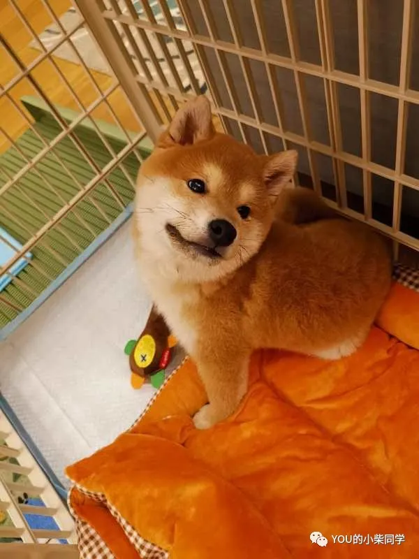 「训练篇」如何训练柴犬定点大小便