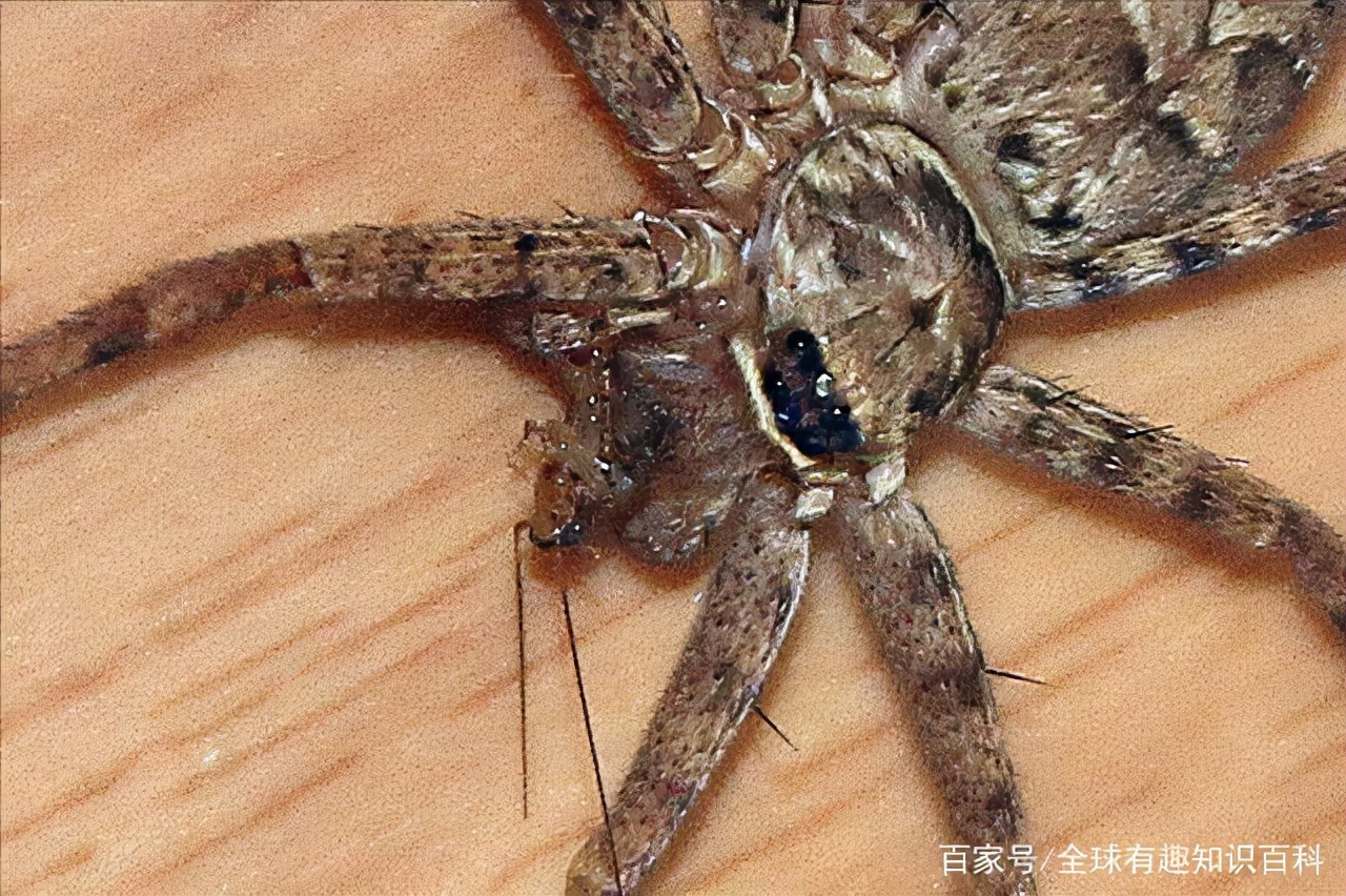 内有蟑螂,蜘蛛,不喜勿入