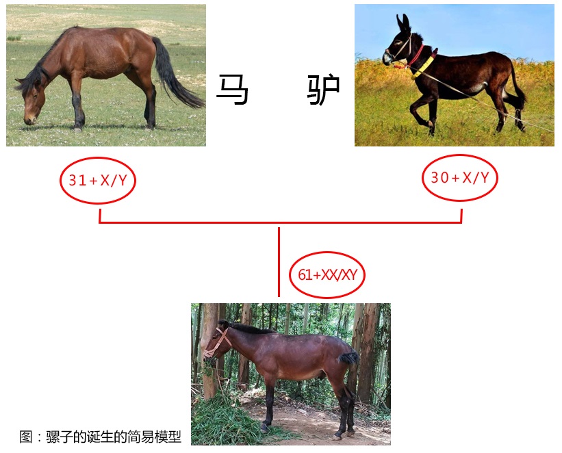 驴和骡子有啥区别详讲（简单几步快速分辨驴）