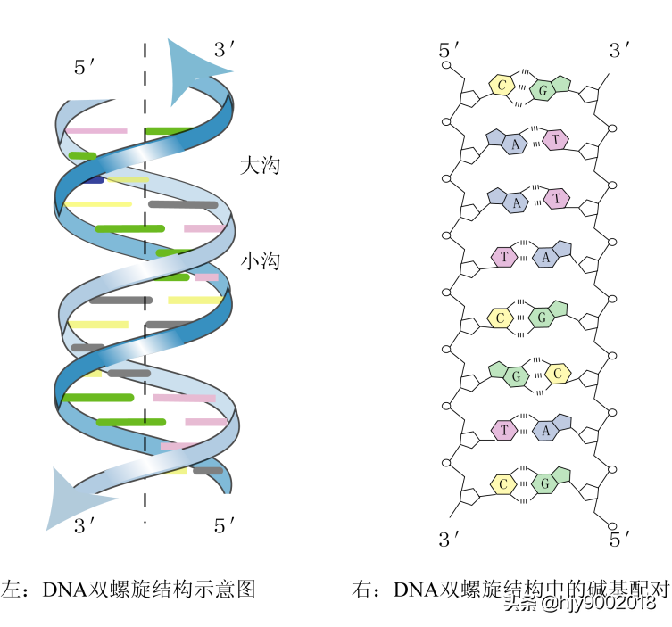 脱氧核糖是什么，DNA的分子结构详解？