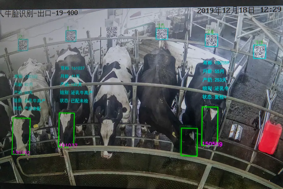 金丝猴：下一步能不能教我网上买香蕉！