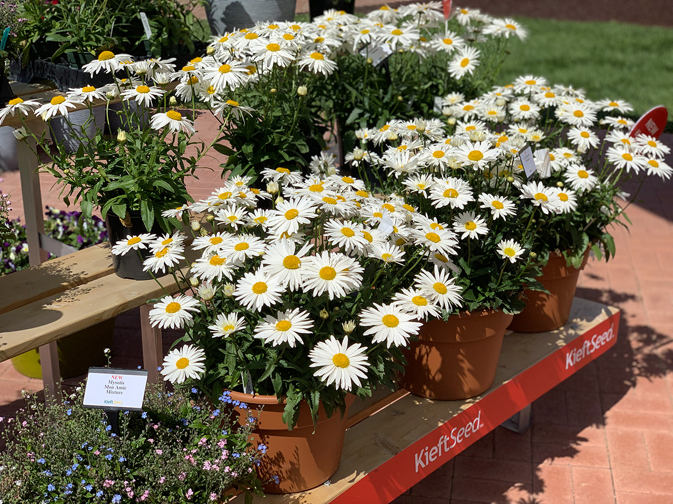 大滨菊百度百科(纯色清新宜人的切花品种大花滨菊)