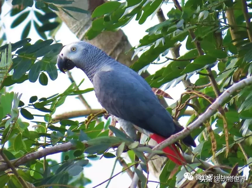 非洲灰鹦鹉图片（最聪明的鸟类之非洲灰鹦鹉介绍）