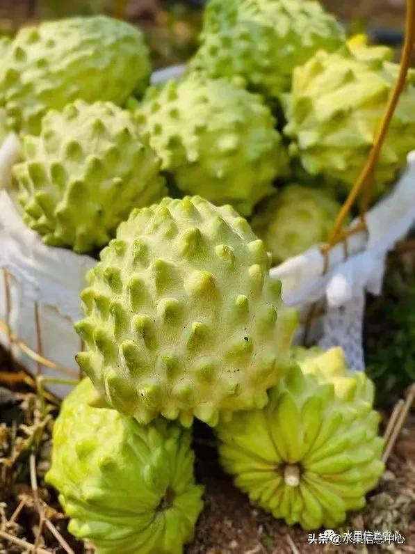 攀枝花芒果几月份成熟(攀枝花水果上市时间图鉴)