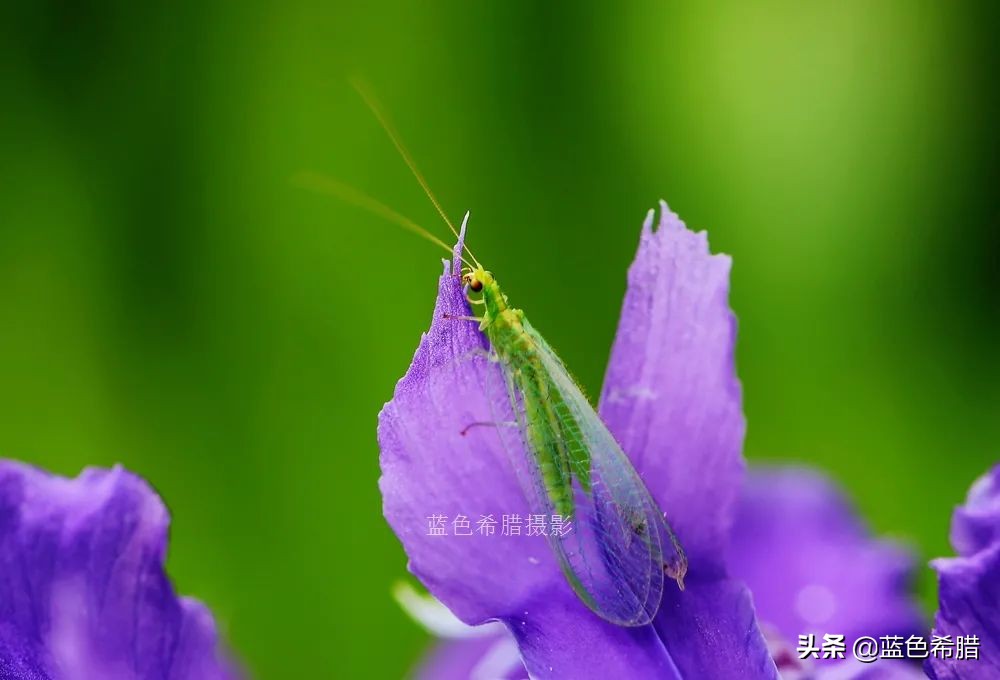 鸢尾兰长什么样子（实拍18张紫色的鸢尾花照片）