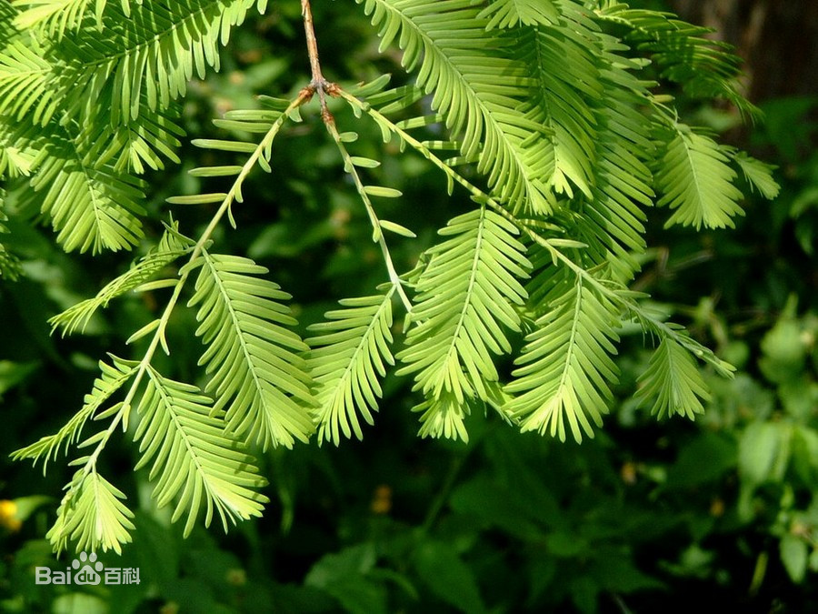 常见的10种裸子植物（生活中的裸子植物大盘点）