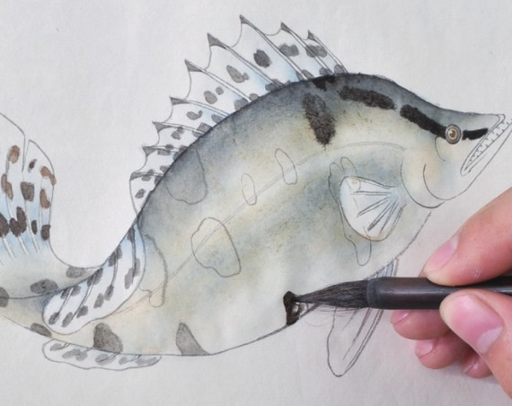 分步骤讲解工笔鳜鱼的基本画法及染色