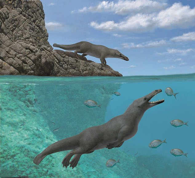 5000万年前，鲸鱼的祖先是四脚兽，为什么会选择回到水中？
