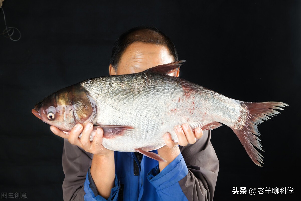 一网出水12万斤,一条值300元,千岛湖"洗澡鱼"暗藏玄机?