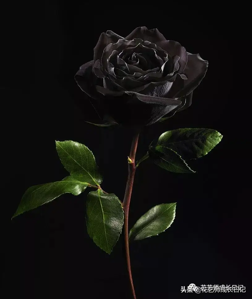 玫瑰数量的含义是什么（玫瑰花数量代表的意义）