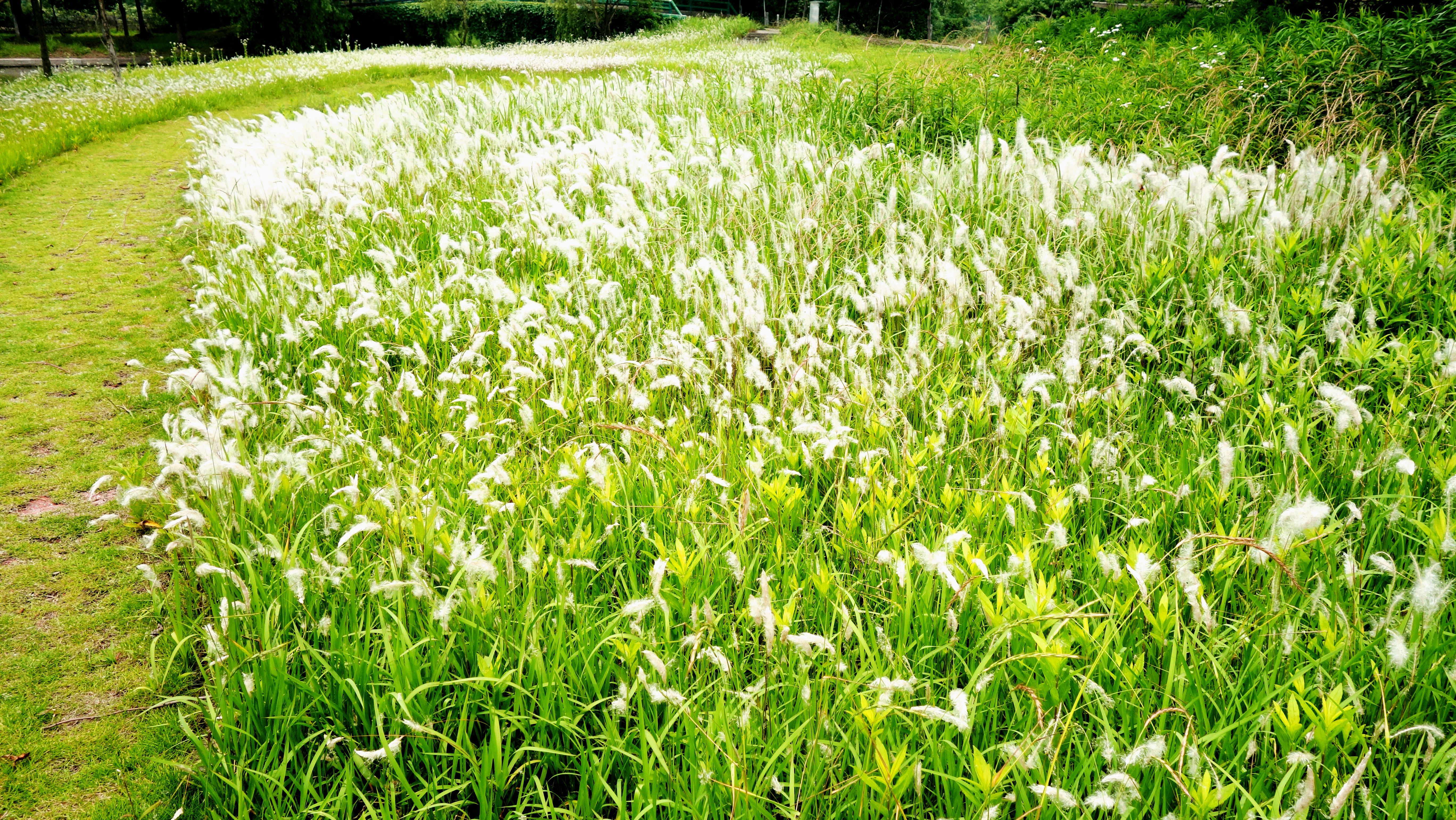 白茅草：从《诗经》的风花雪月，走向李时珍的《本草纲目》