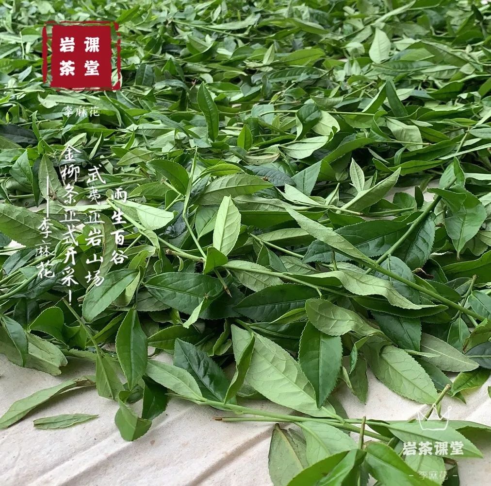 10000元一斤的岩茶，有苦涩味吗？4段经典故事，看懂苦涩味