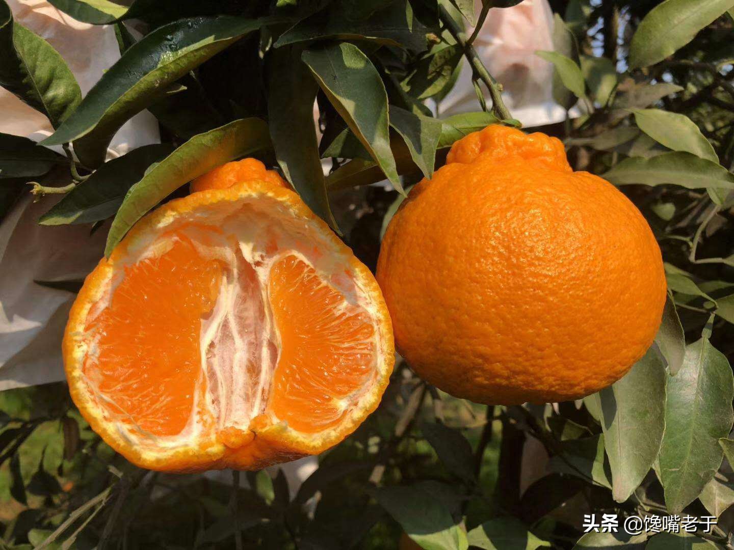 惊蛰前后，遇到这5种水果别手软，滋润防“春燥”好吃营养还不贵