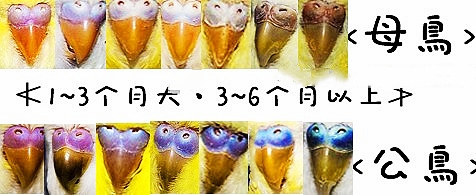 虎皮鹦鹉如何区分公母？简单方法一看便知