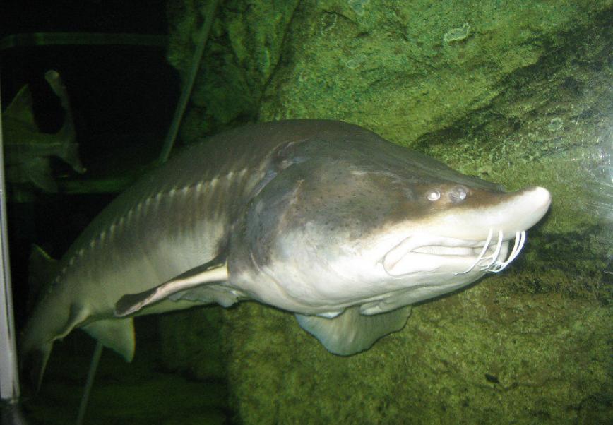 鳇鱼多少钱一斤(渔民捕获达氏鳇鱼,被国家以22万元收购,这鱼为什么