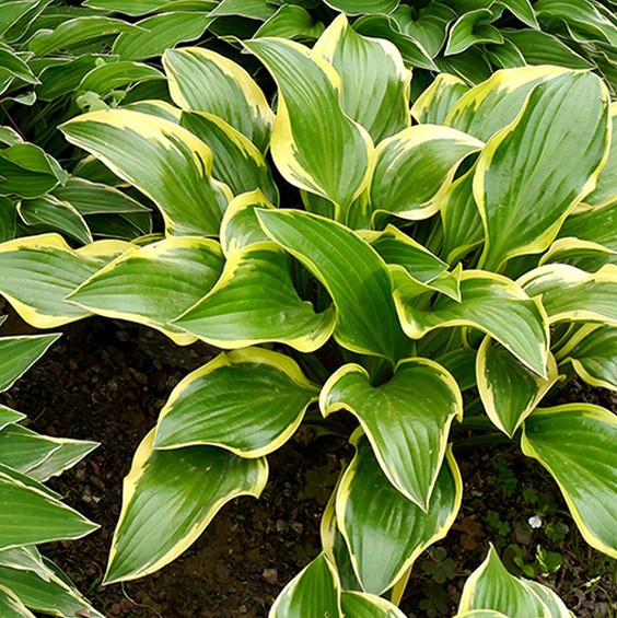 花卉绿植盆栽有什么推荐（100种室内盆栽花草图鉴）