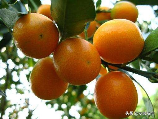 安徽十大特色水果，你吃过几种？