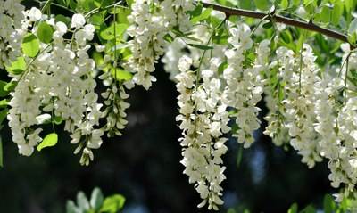 四月天里，嗅一口满地槐花香，仿佛看到童年美好