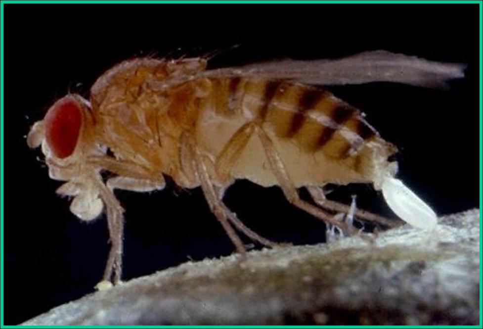 令人討厭的蒼蠅，如何從蛆發育而來？各個階段有哪些拿手絕活？