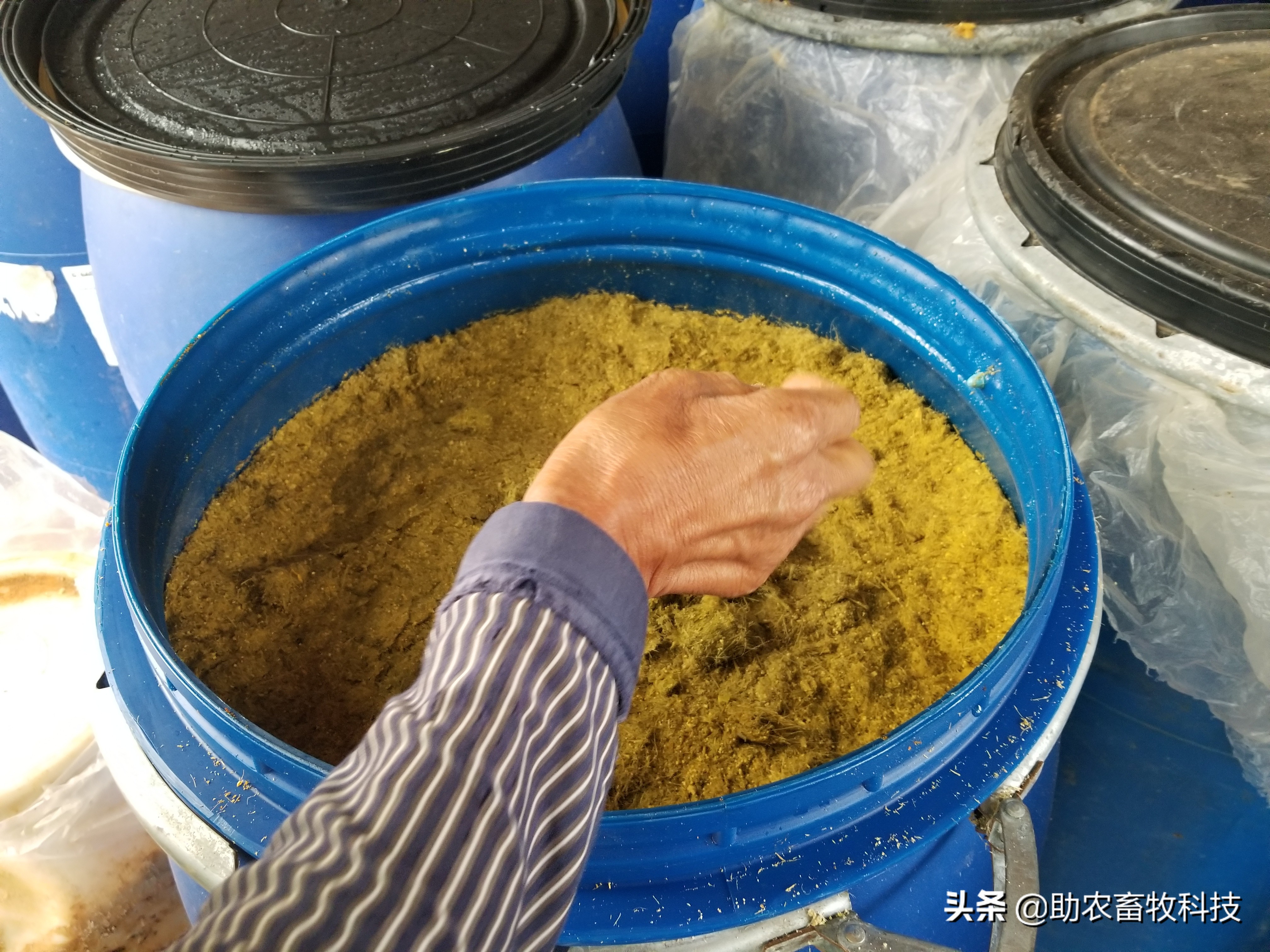 制作发酵饲料运用多糖性复合菌种营养基代替玉米降低成本效果更好