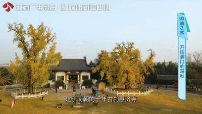 美了1500年，这里的古银杏即将迎来颜值巅峰