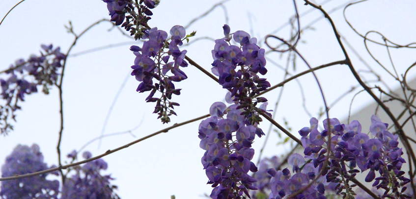 青岛农业大学2016-2018录取分数线