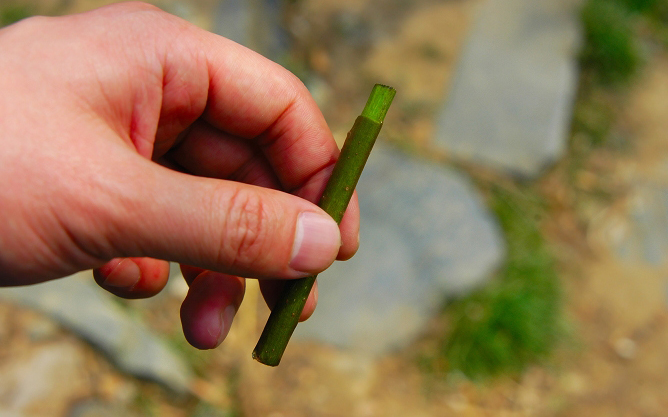 成语：“蛙鸣蚓叫”的由来，“叫”字的含义