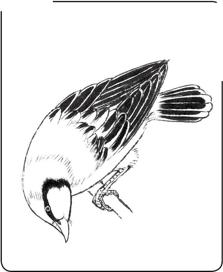 中国画零基础入门教程:分步骤讲解三种鸟类画法,简单易学的国画