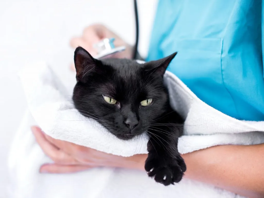 猫咪便血是怎么回事，又是什么导致的？