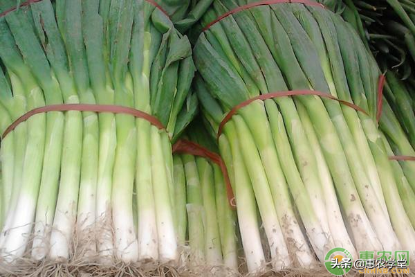 大蔥價格多少錢一斤？讓蔥白更長的種植技巧