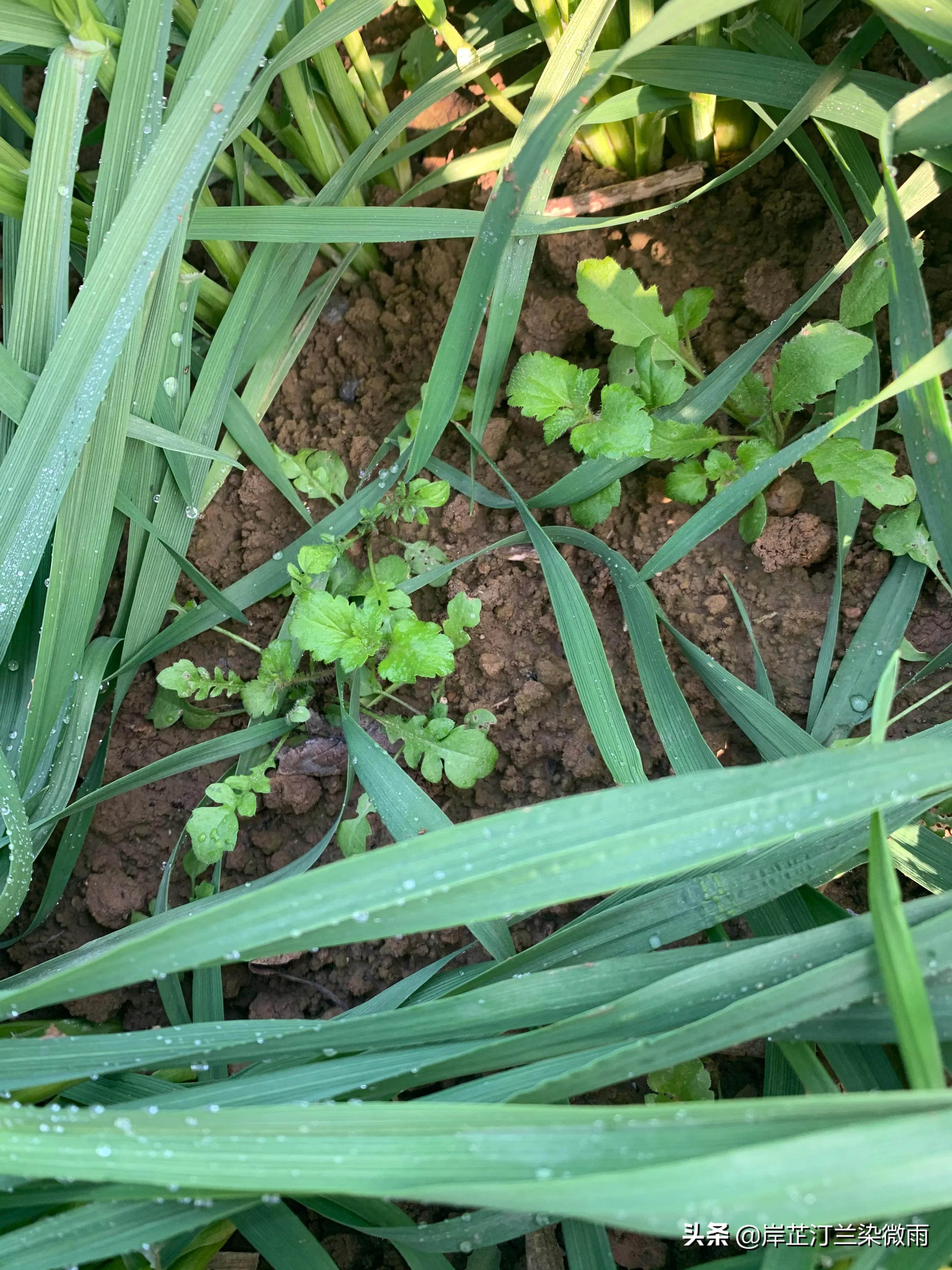 一畦青菜，拨乱了时光，温柔了岁月