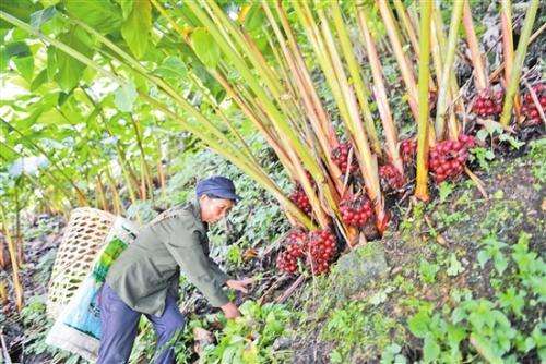 农村野果长在地下，红得像枣子，晒干可卖50一斤，种植前景广