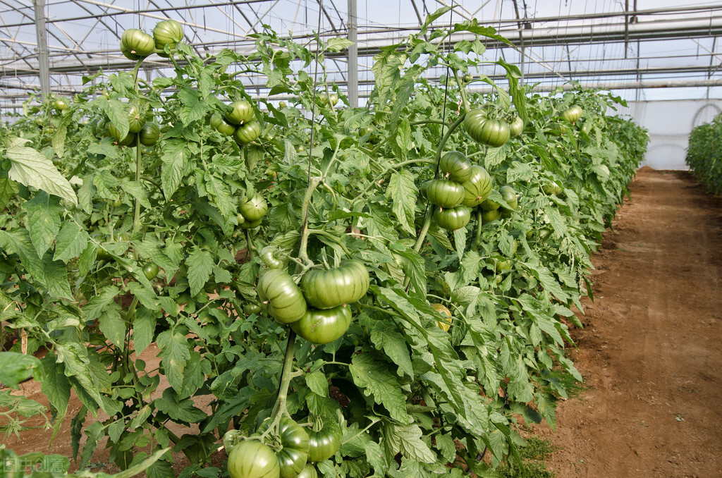 智能连栋温室大棚冬季番茄管理要点、番茄种植技术分享
