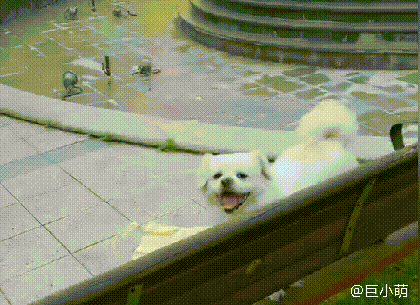 特别怕洗澡的京巴（北京犬），一言不合就想动口咬人