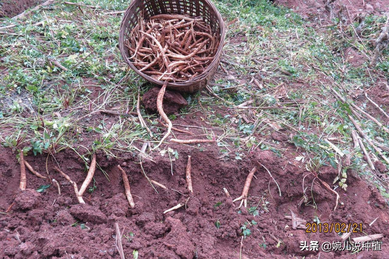 二,沙参主要在哪里?