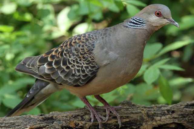 斑鸠别名 -生活知识库-动动脑