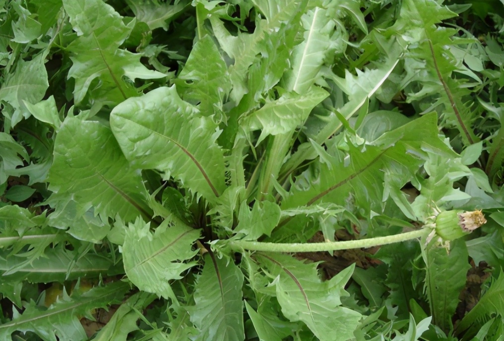 苣荬菜的价值参考