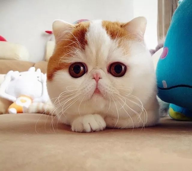 十大名猫闪亮登场，看看你最喜欢哪种