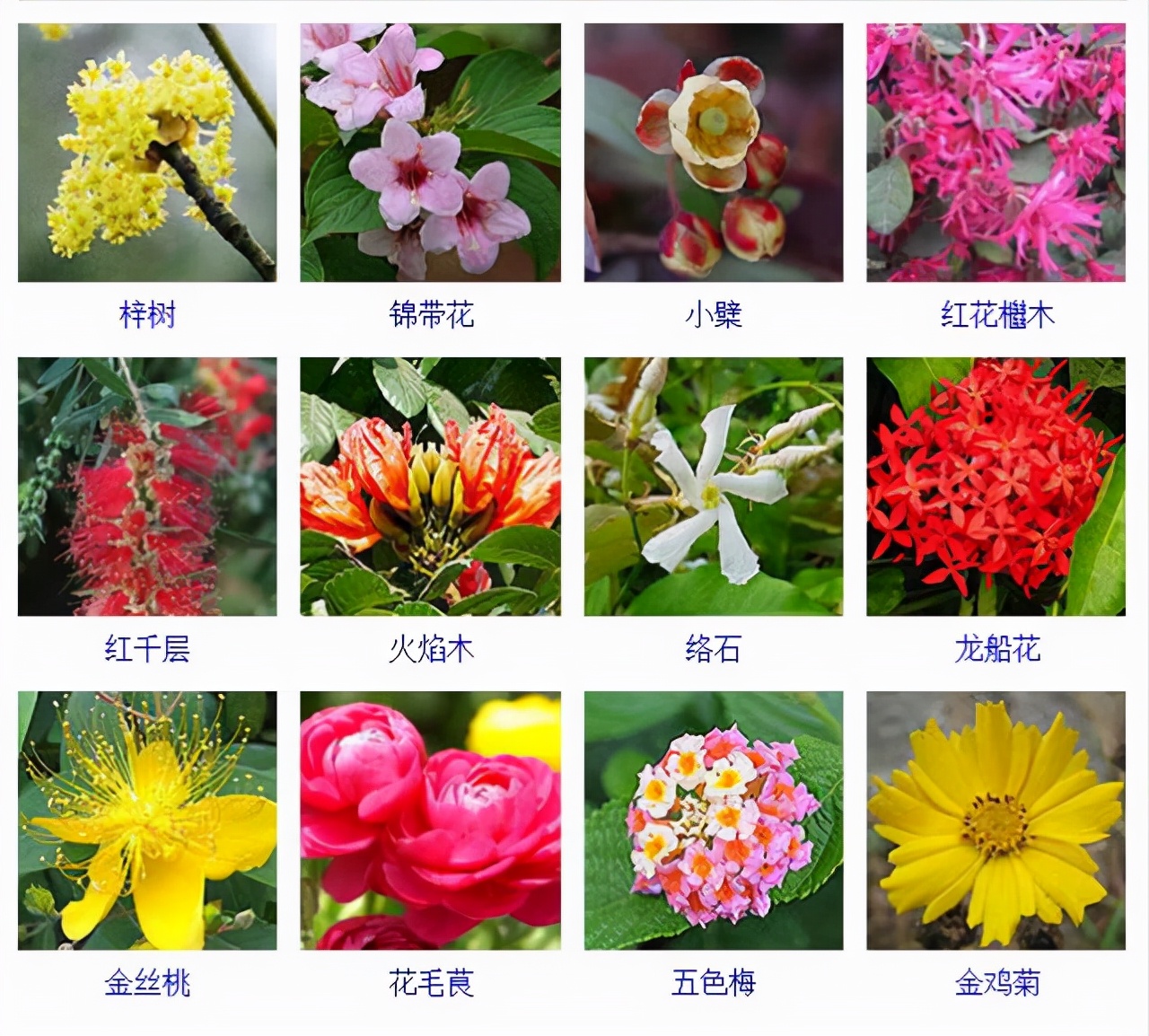 所有植物的名字图片