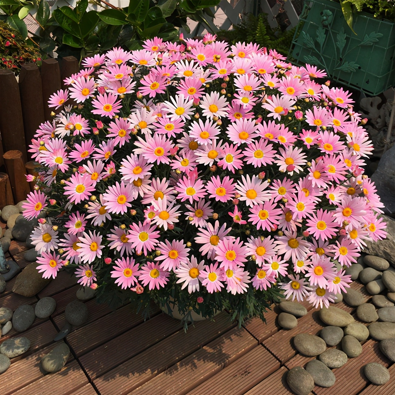 广东玛格丽特菊花怎么养经验分享精心整理