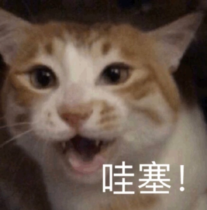 猫生气了表情