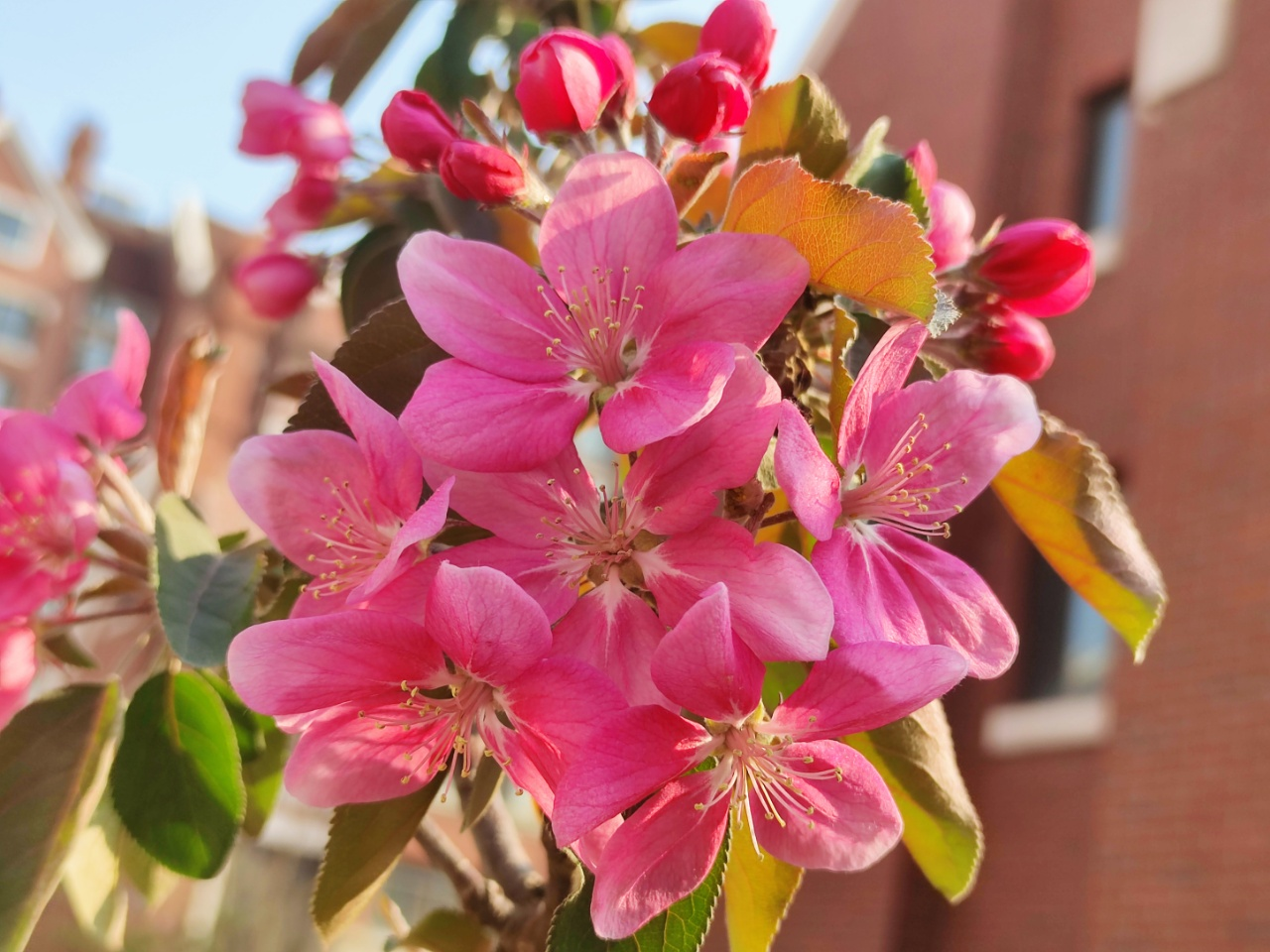 小院春天早到来，桃花李花递次开｜七绝十首·为家园春色而作
