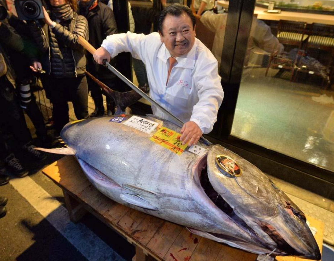 罕见！一条近700斤的蓝鳍金枪鱼被渔民捕获，能卖多少钱，贵吗？