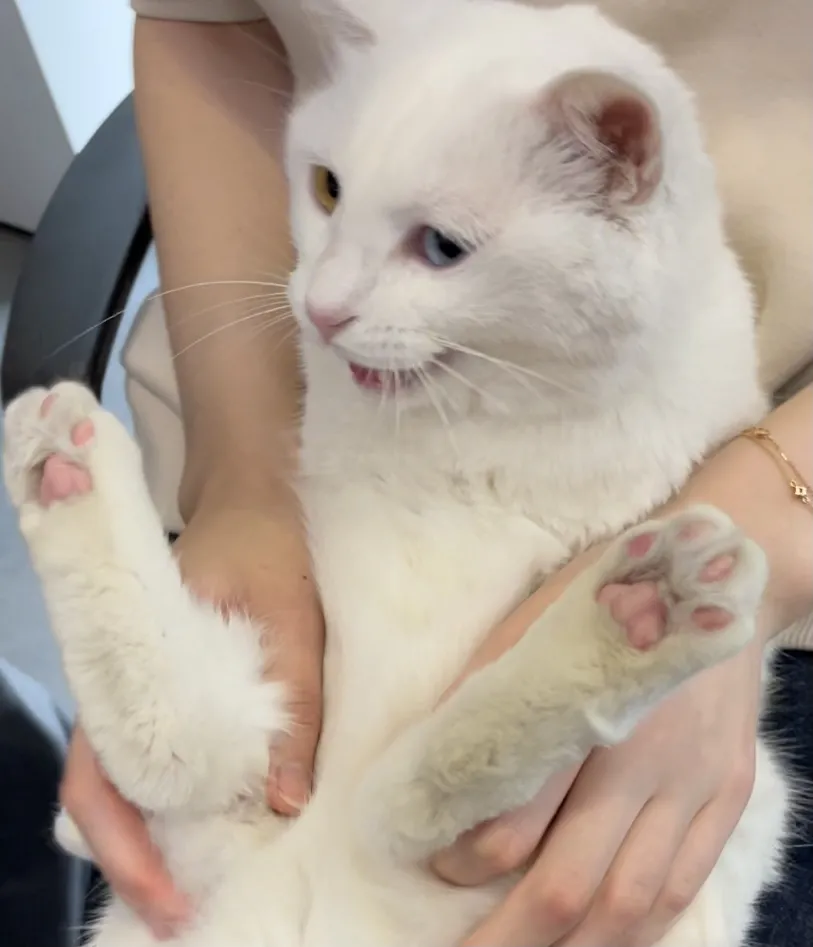 挤完公司10只猫的肛门腺后,办公室还好吗?