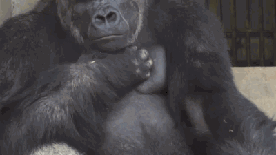 可根据微博ID找手机号？新“社工库”又来了吗？