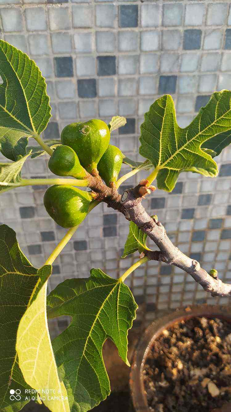 “无花果”也有花，食用部分就是花，3步养护吃到“美味花”