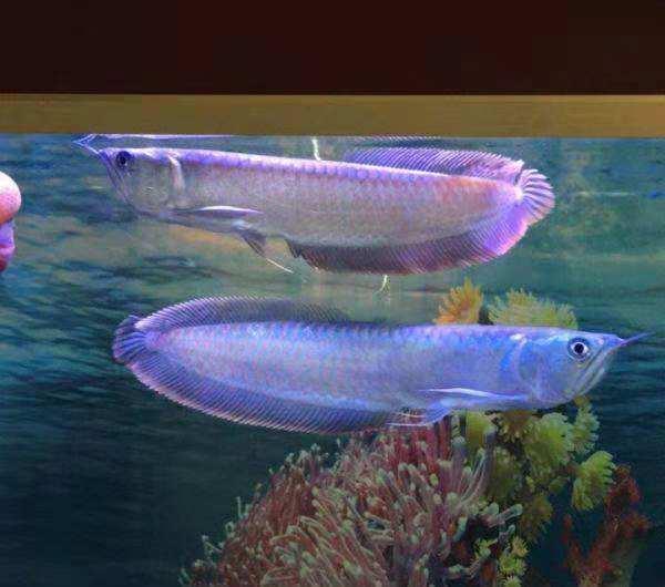 銀龍魚價格,銀龍魚價格多少錢一只